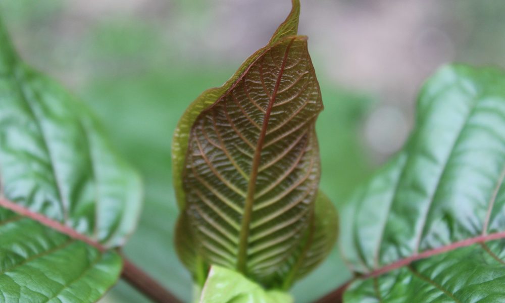 Bulk kratom – What is the best way to save money?