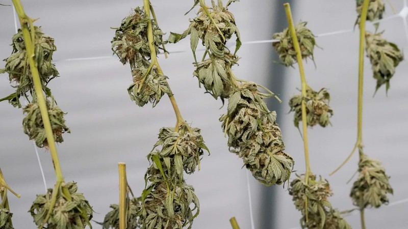 Your Simple Step-by-Step Guide to Buying Weed Online in Canada