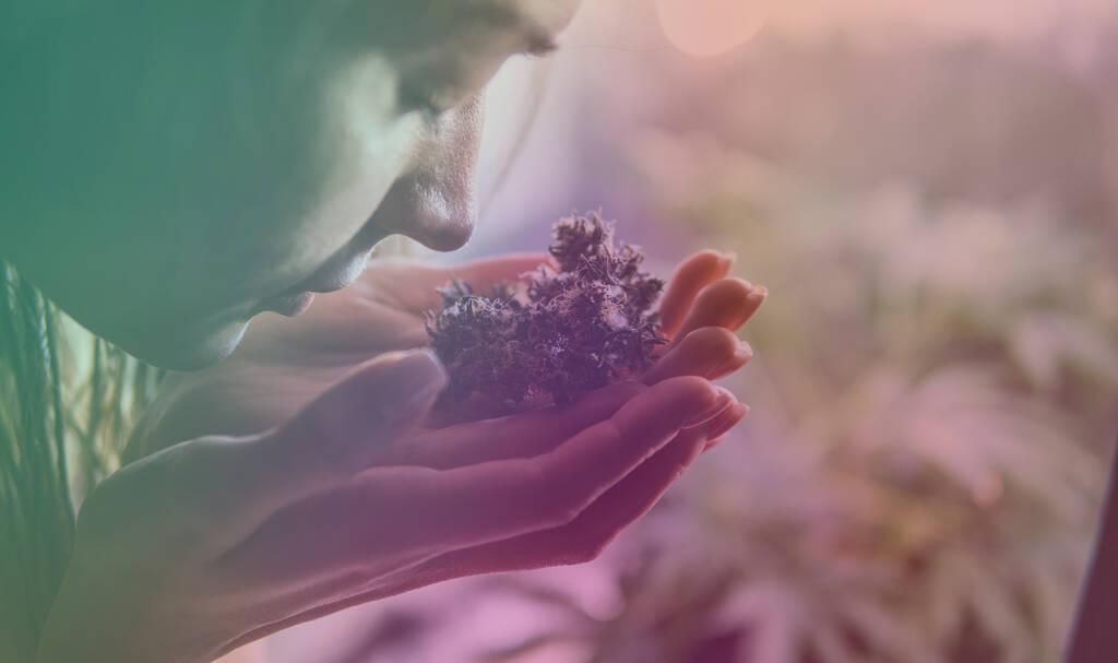 The Different Uses of THCA Flower