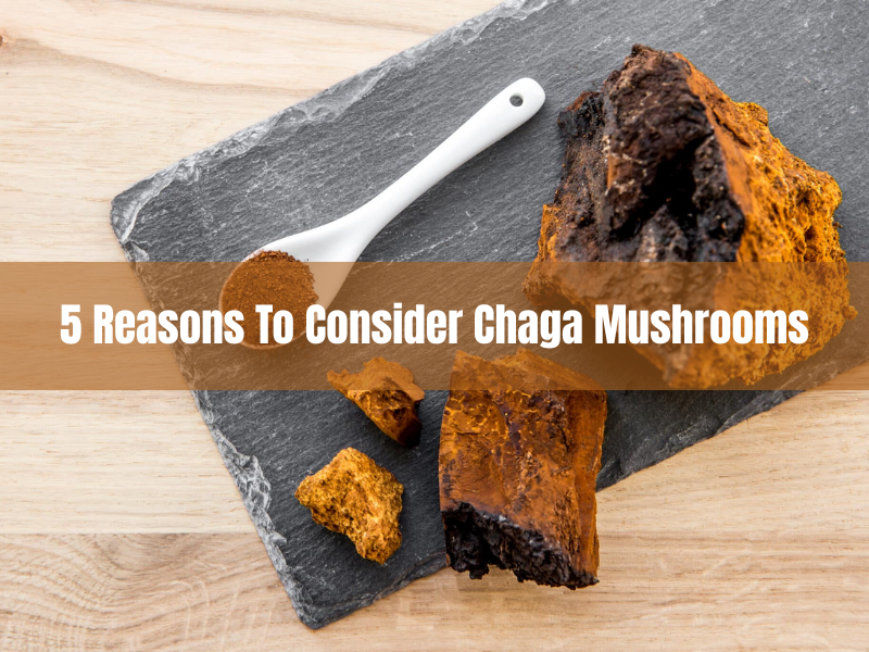 5 Reasons To Consider Chaga Mushrooms